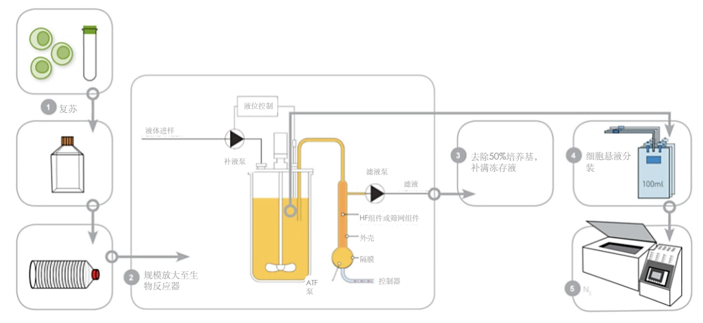 XCell™ ATF 应用于细胞库构建